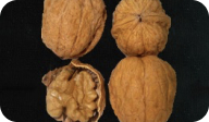 fernette nut