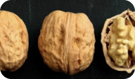 fernor nut