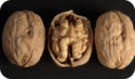 franquette nut